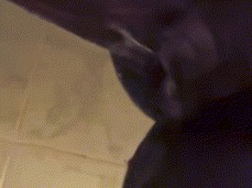 squrting orgasm gif