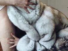 fur hood blowjob gif